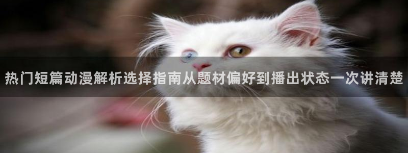 新番动画